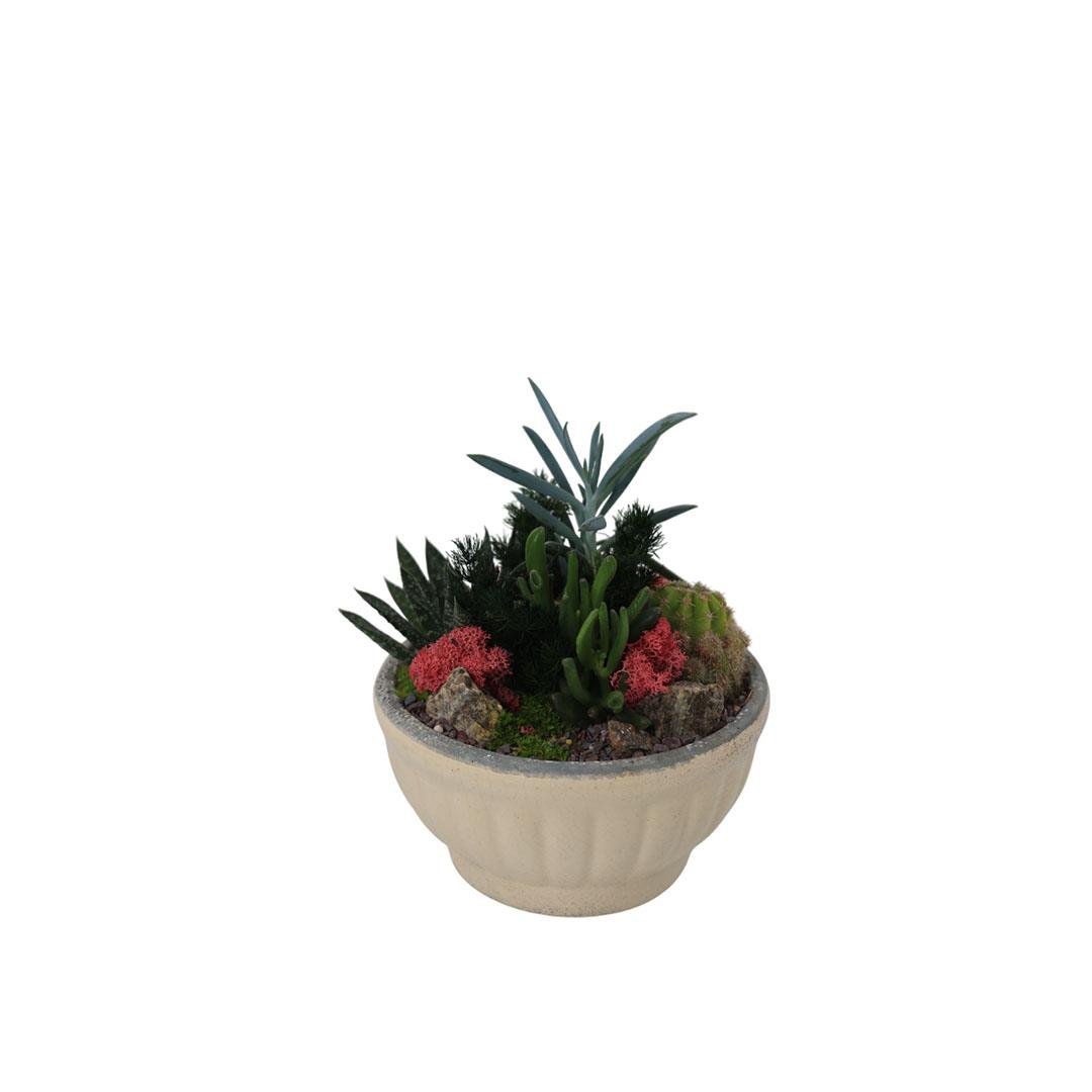 Terrarium (Terraryum) Aranjman