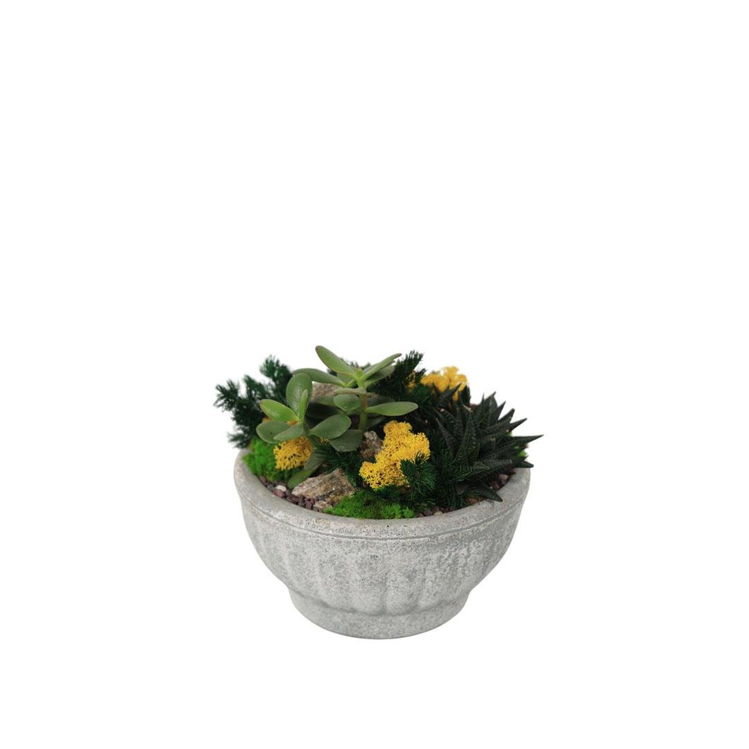 Terrarium (Terraryum) Aranjman