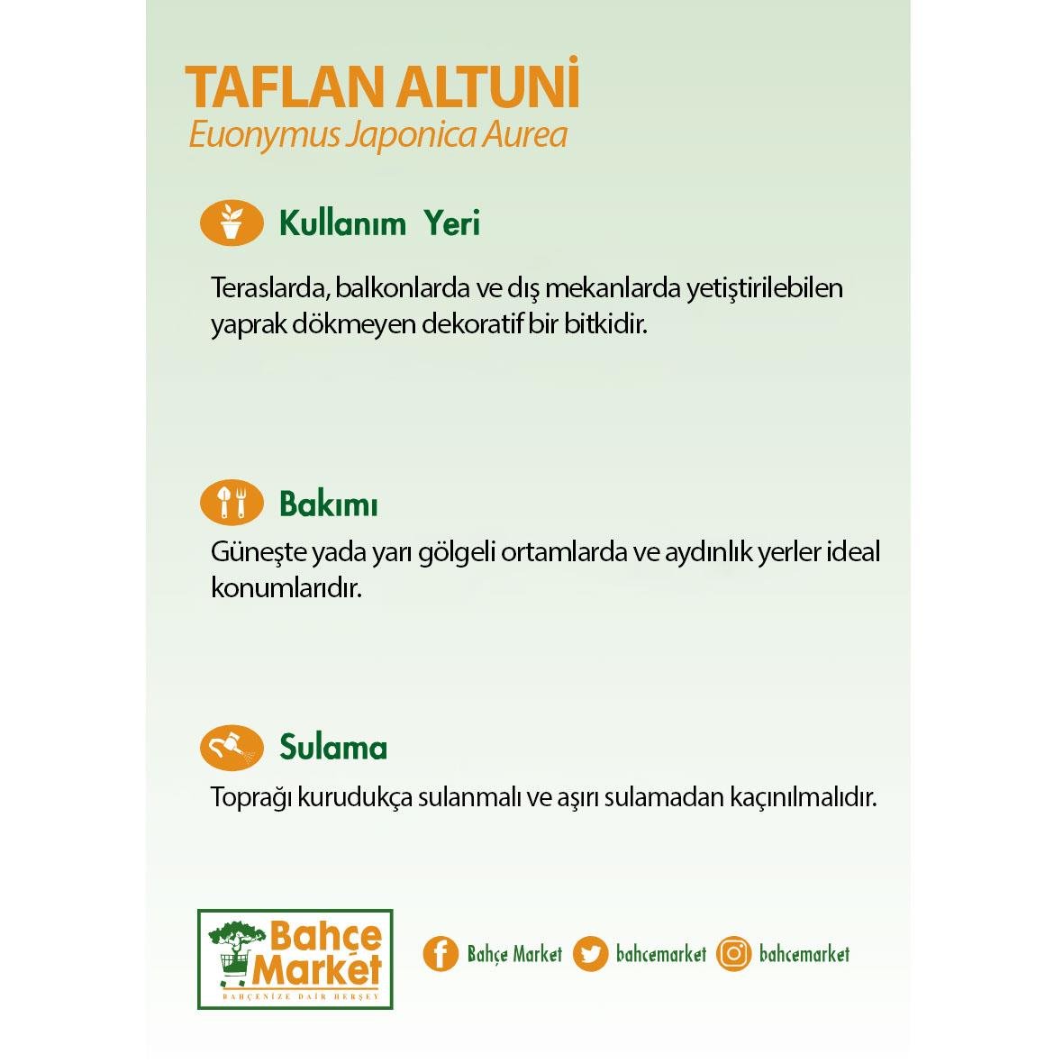 Top Formlu Altuni Taflan Bitkisi - 35 Litre Saksı - Boy 40-60 Cm  Yeşil