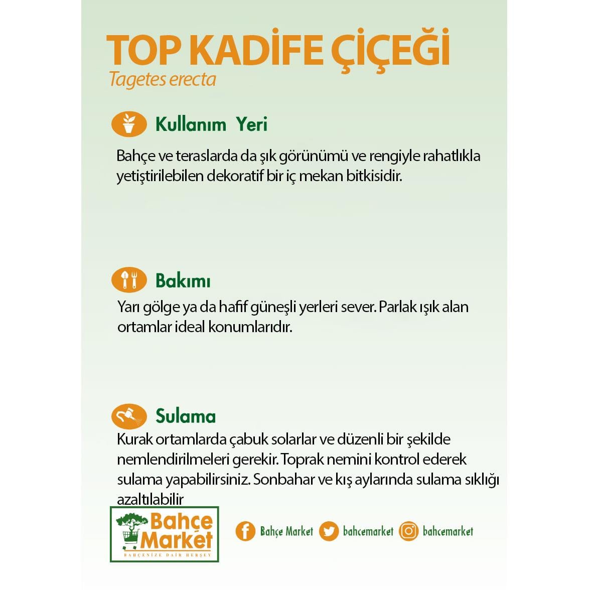 Top Kadife Çiçeği 6'lı