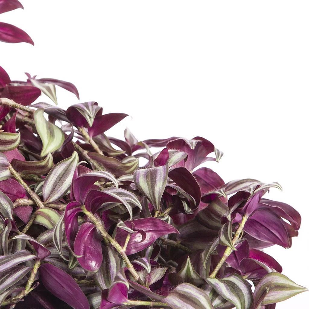 tradescantia-mor-telgraf--ae22-.jpg
