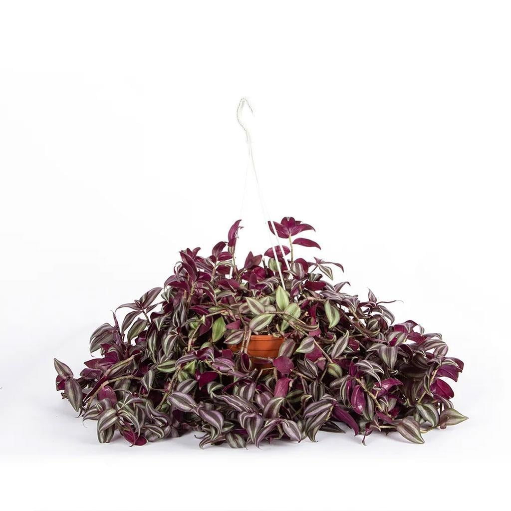 tradescantia-mor-telgraf-93-968.jpg