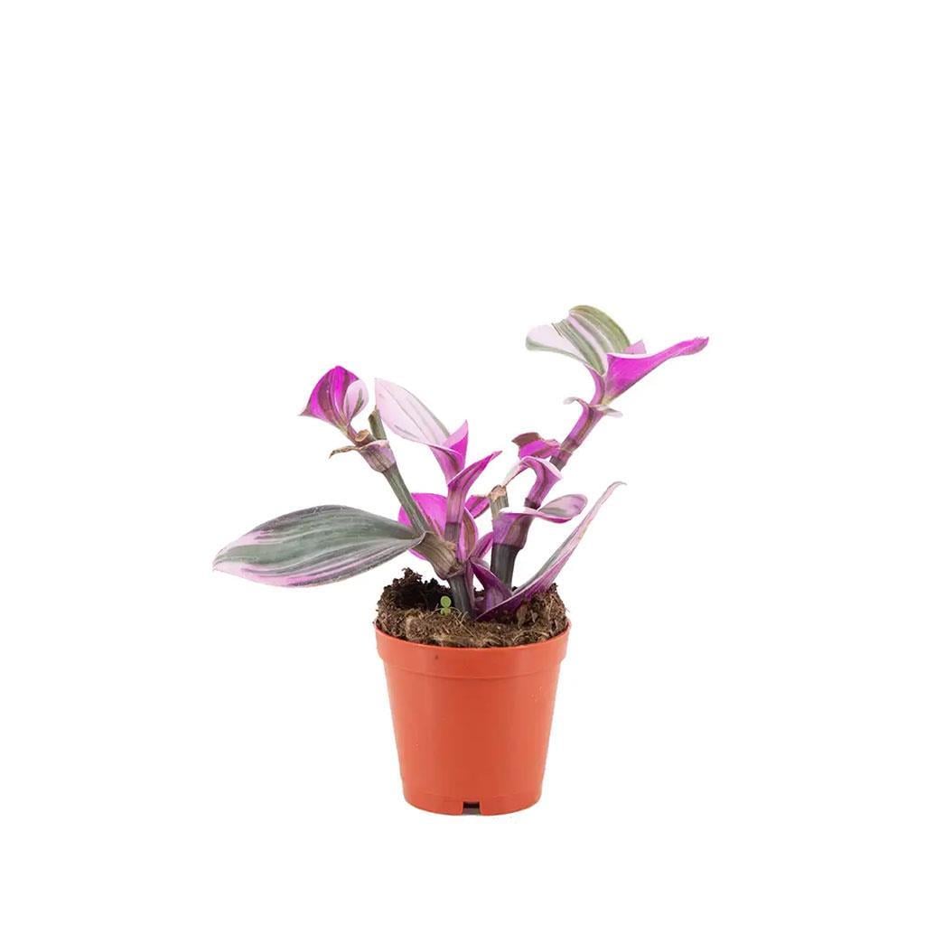 tradescantia-mor-telgraf-cicegi-b1-82a.jpg