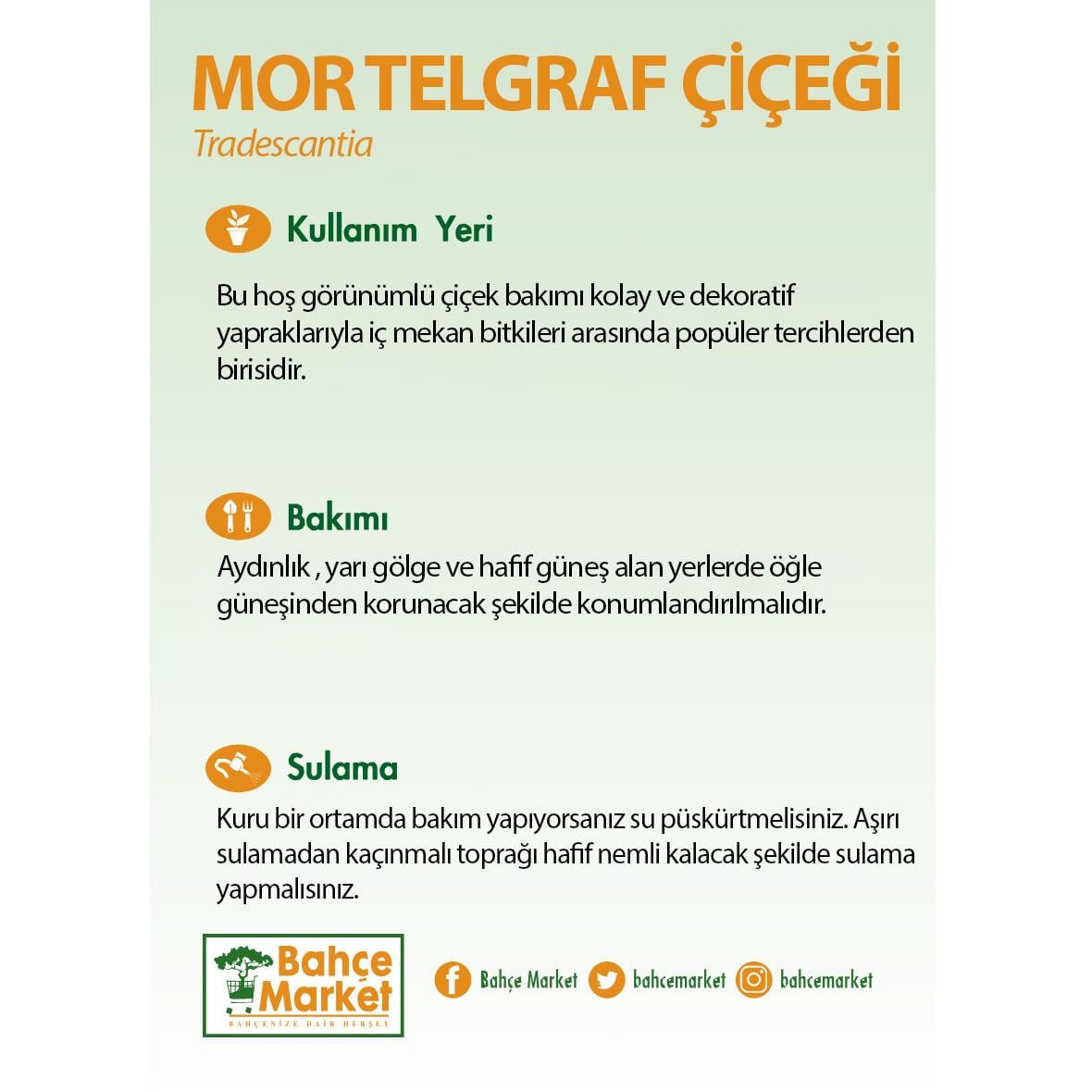 Tradescantia (Mor Telgraf) Yeşil