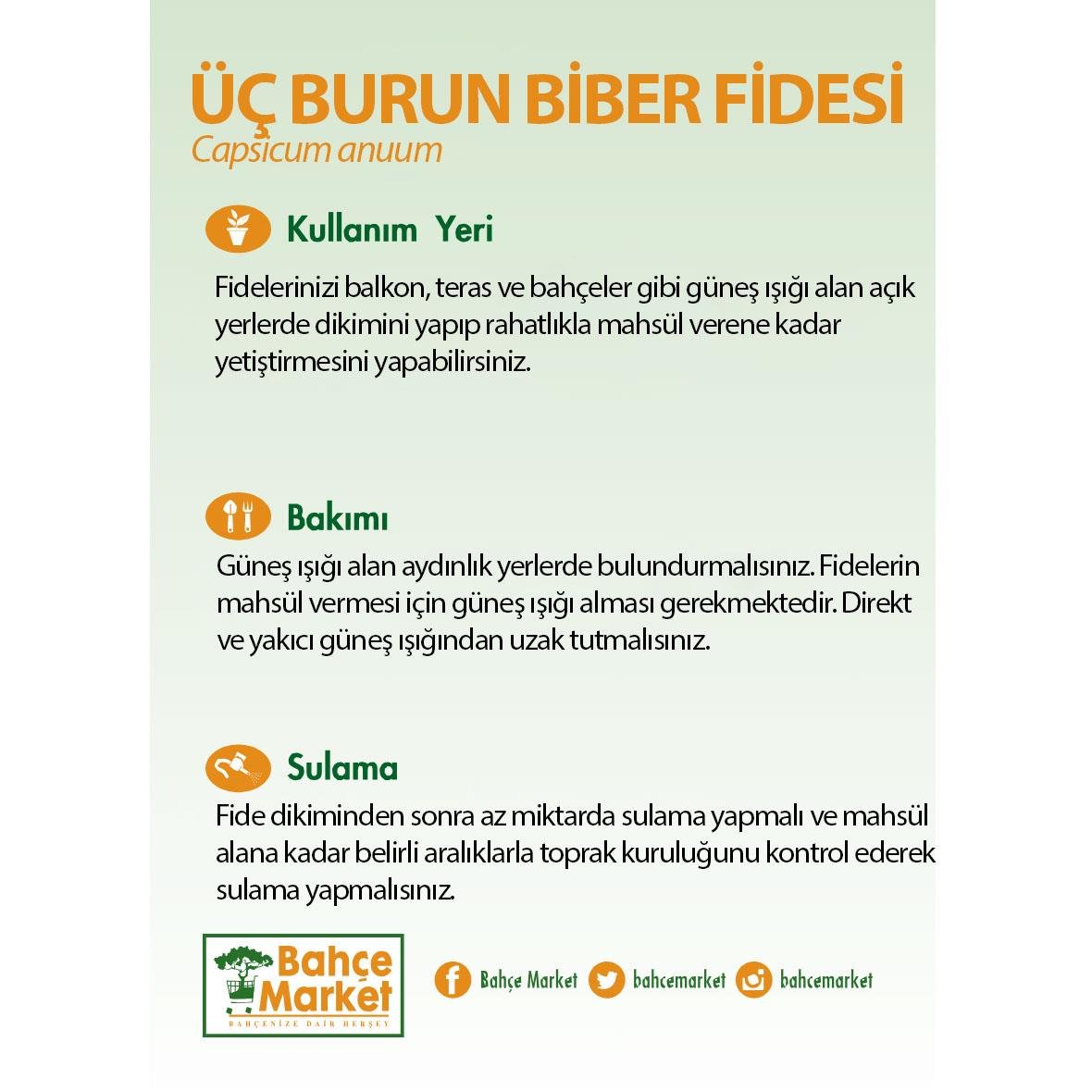 Üç Burun Biber Fidesi