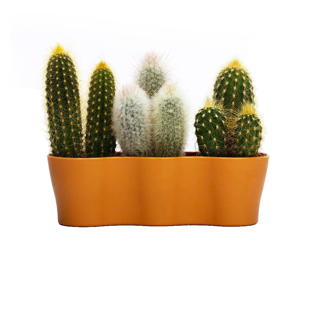 Üçlü Kaktüs Saksı 8,5 Cm