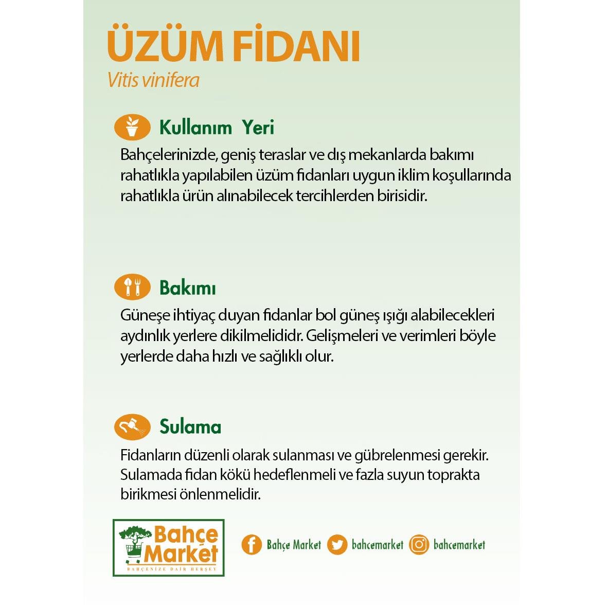Üzüm Fidanı - Çap 14 Cm - Boy 30-40 Cm Yeşil