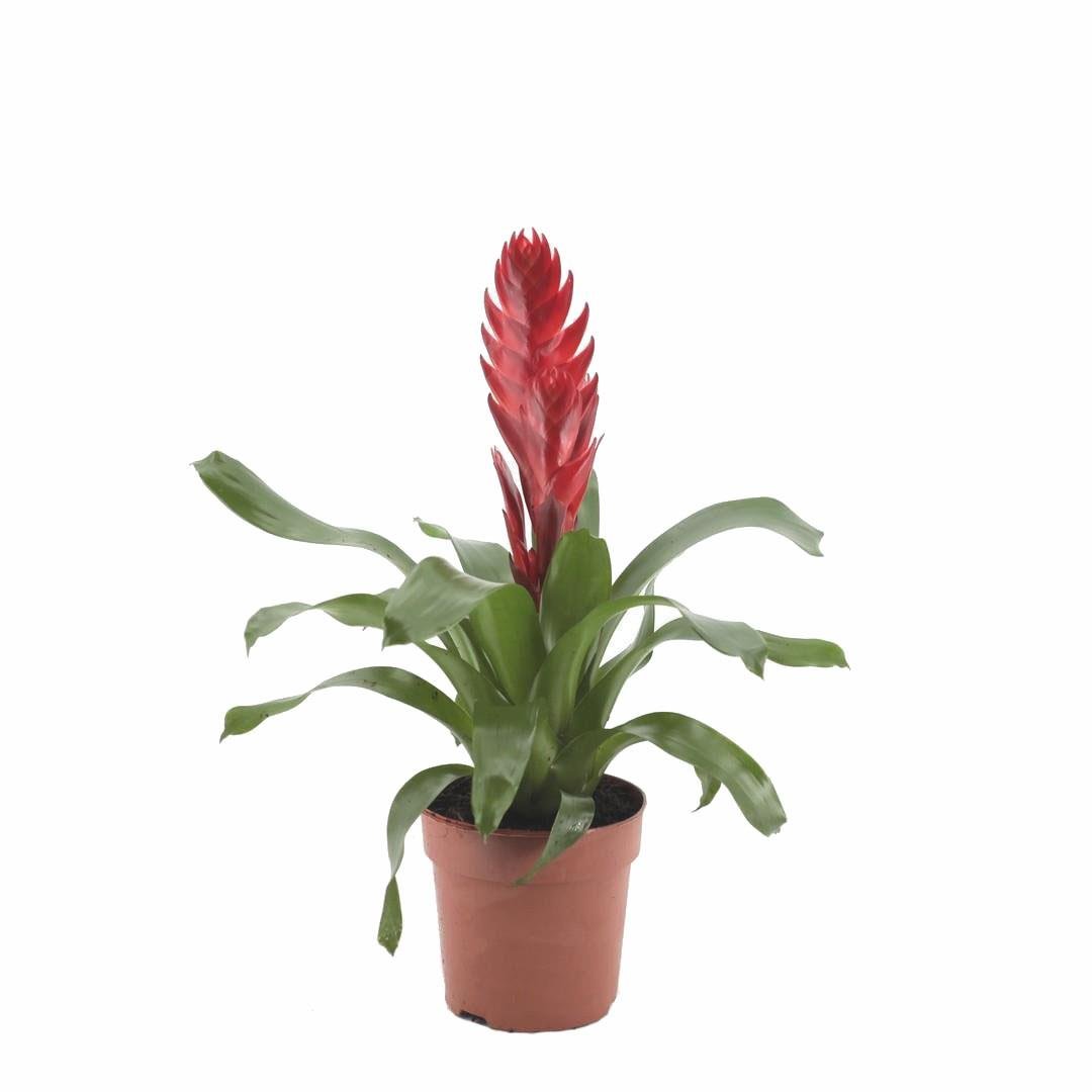 Viresia - Alev Kılıcı Çiçeği 40 - 50 Cm Kırmızı