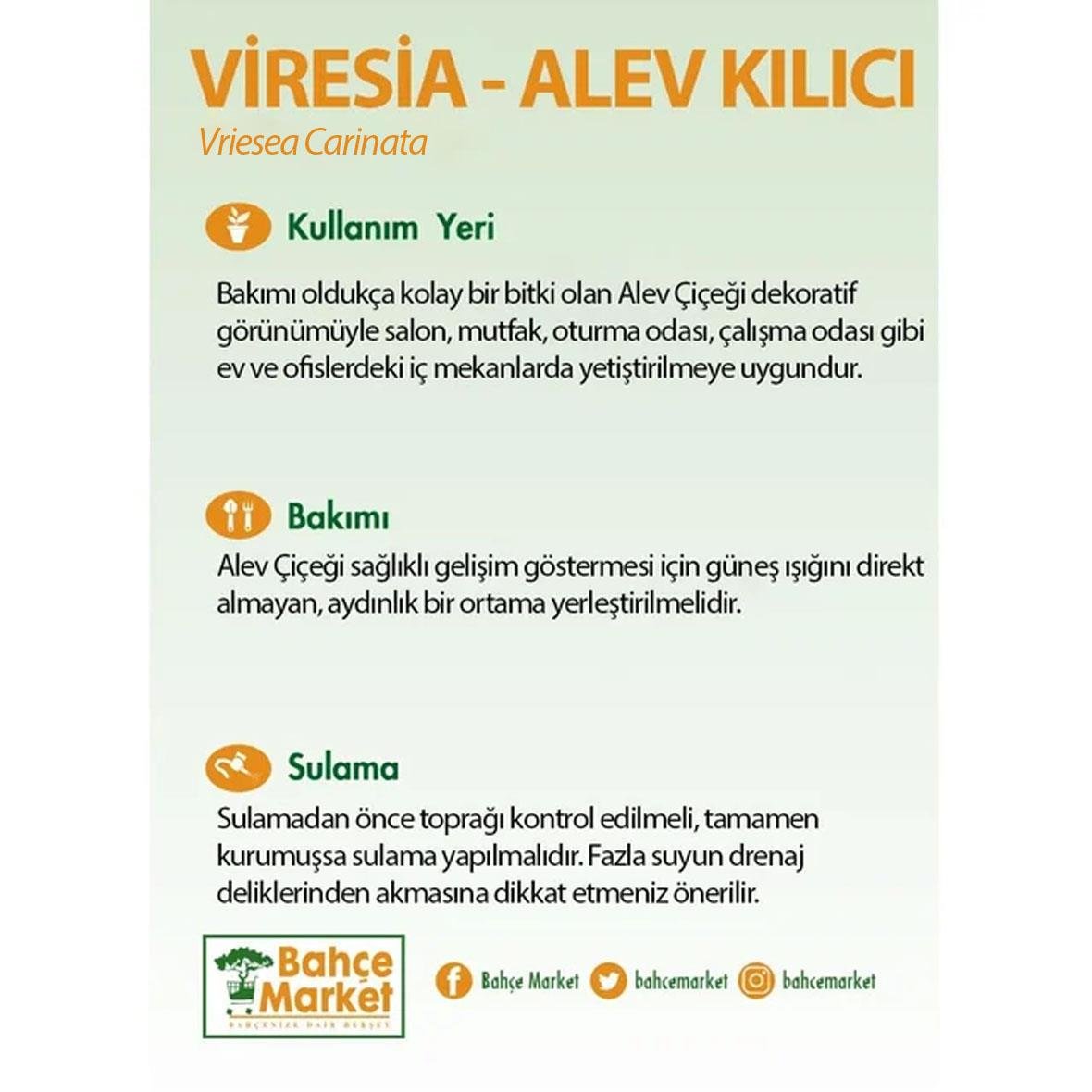 Viresia - Alev Kılıcı Çiçeği 40 - 50 Cm Kırmızı