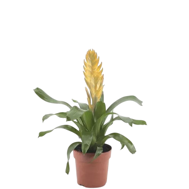 Viresia (Alev Kılıcı Çiçeği)