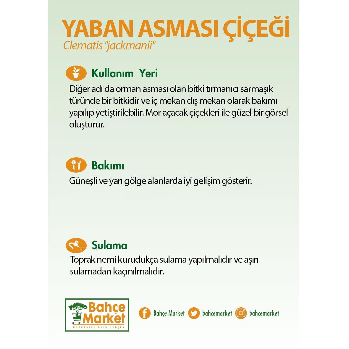 Yaban Asması Çiçeği