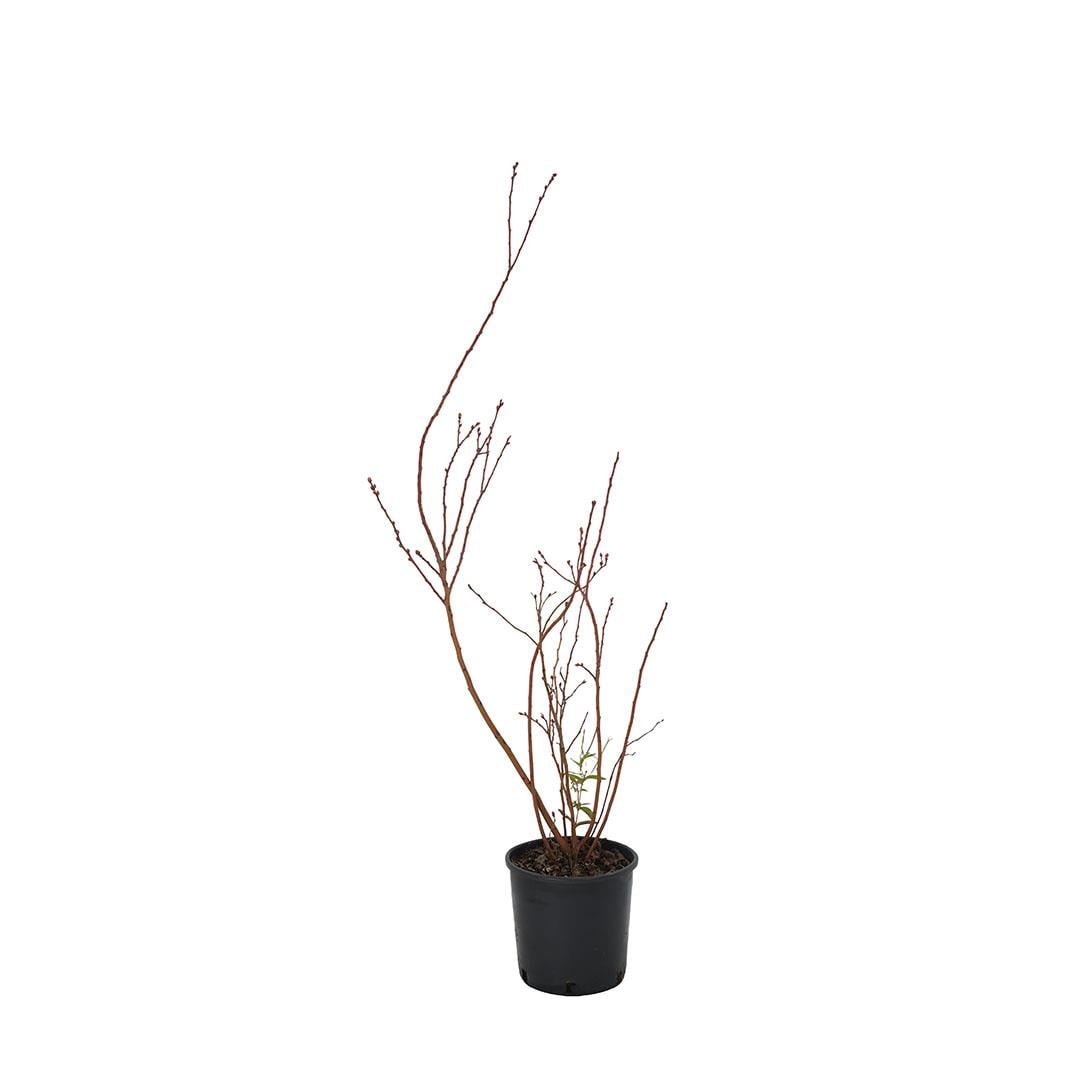 Yaban Mersini 40-60 Cm