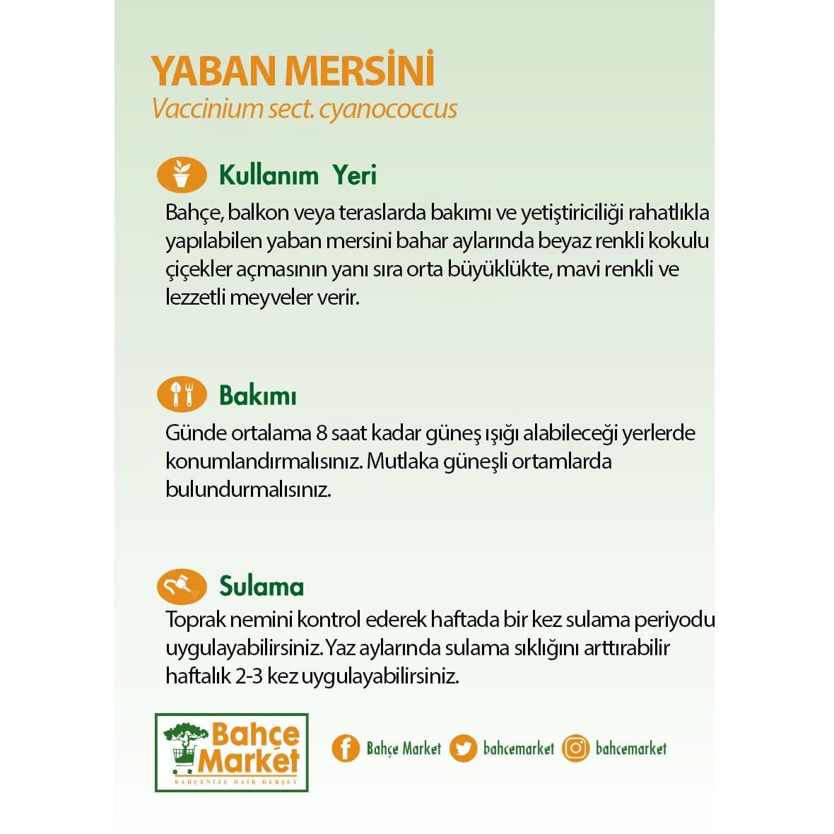 Yaban Mersini 40-60 Cm