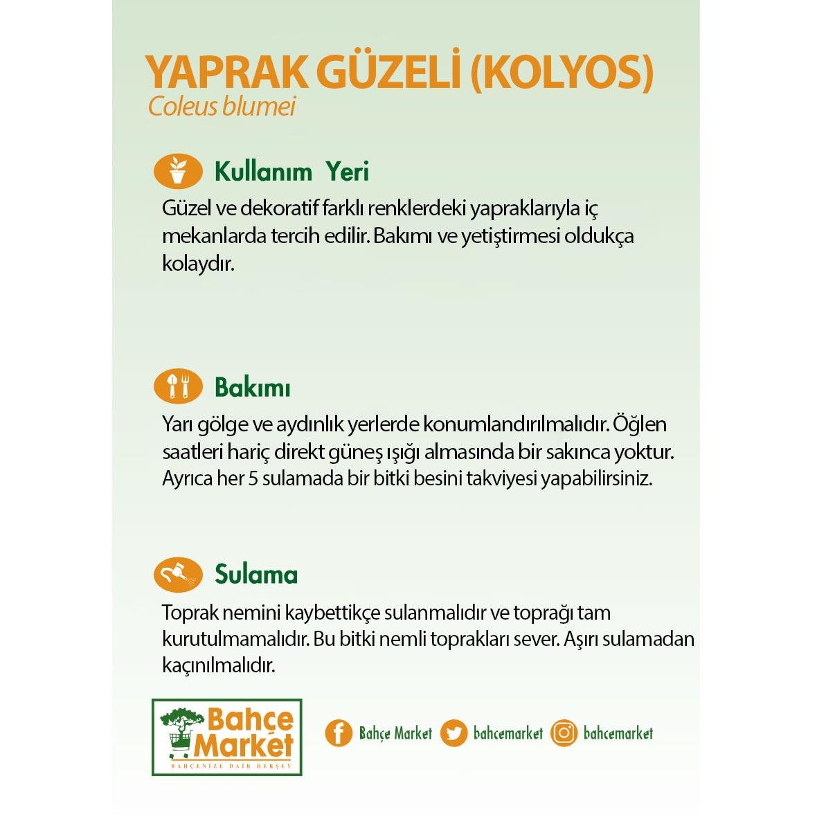 Yaprak Güzeli (Kolyos) 10-20 Cm