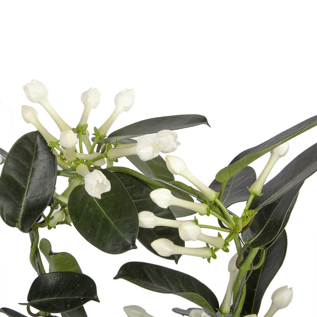 yasemin-madagaskar--2c863.jpg