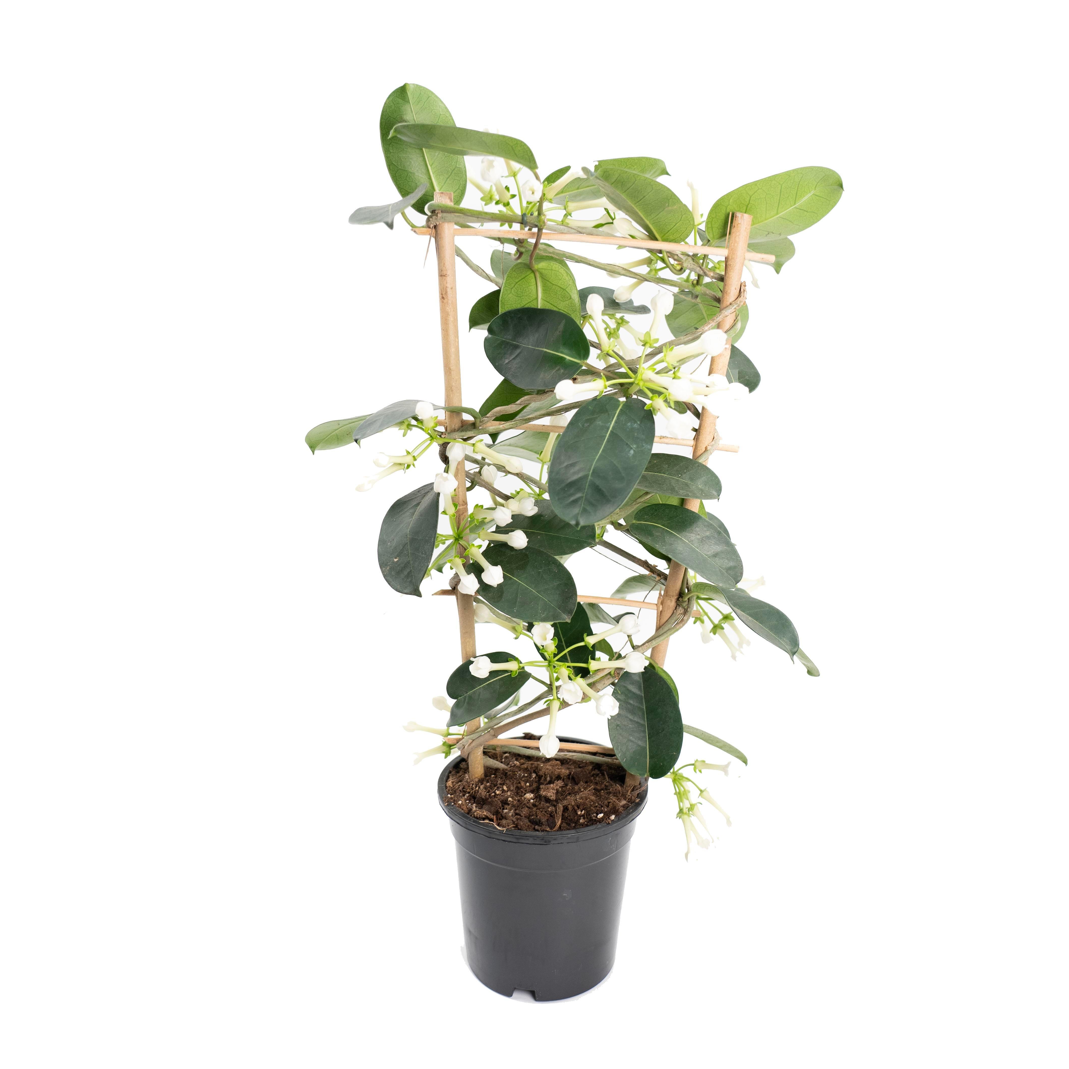 Yasemin (Madagaskar) 60 - 80 Cm