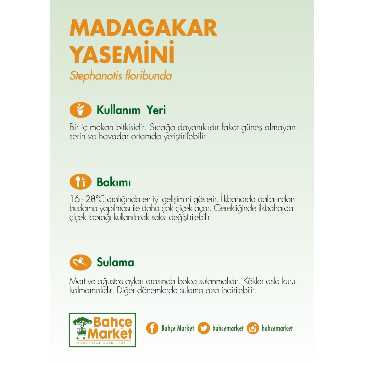 Yasemin Madagaskar Çift Dal