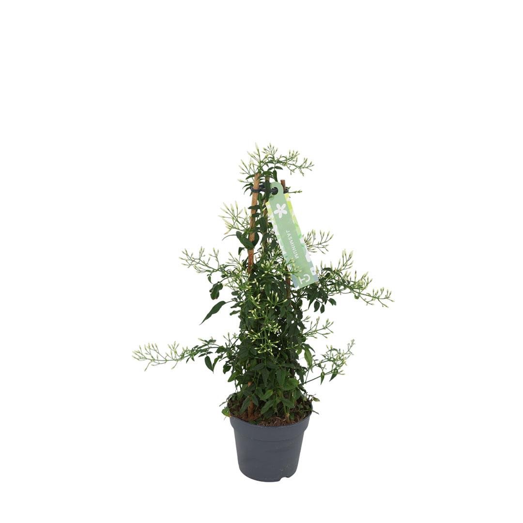 Yasemin ( Polyanthum ) 40-60 Cm Yeşil
