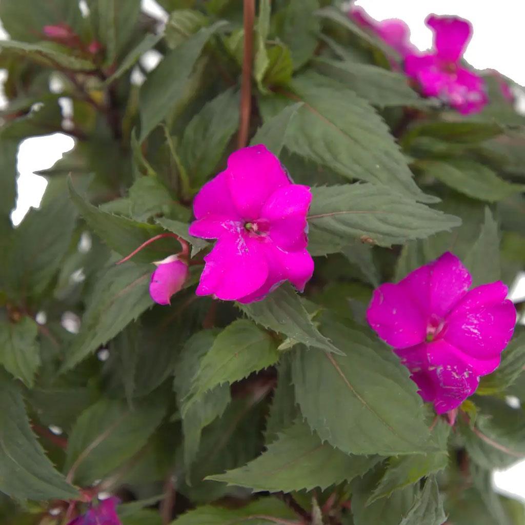 yeni-gine-askili-mix-07e27c.jpg