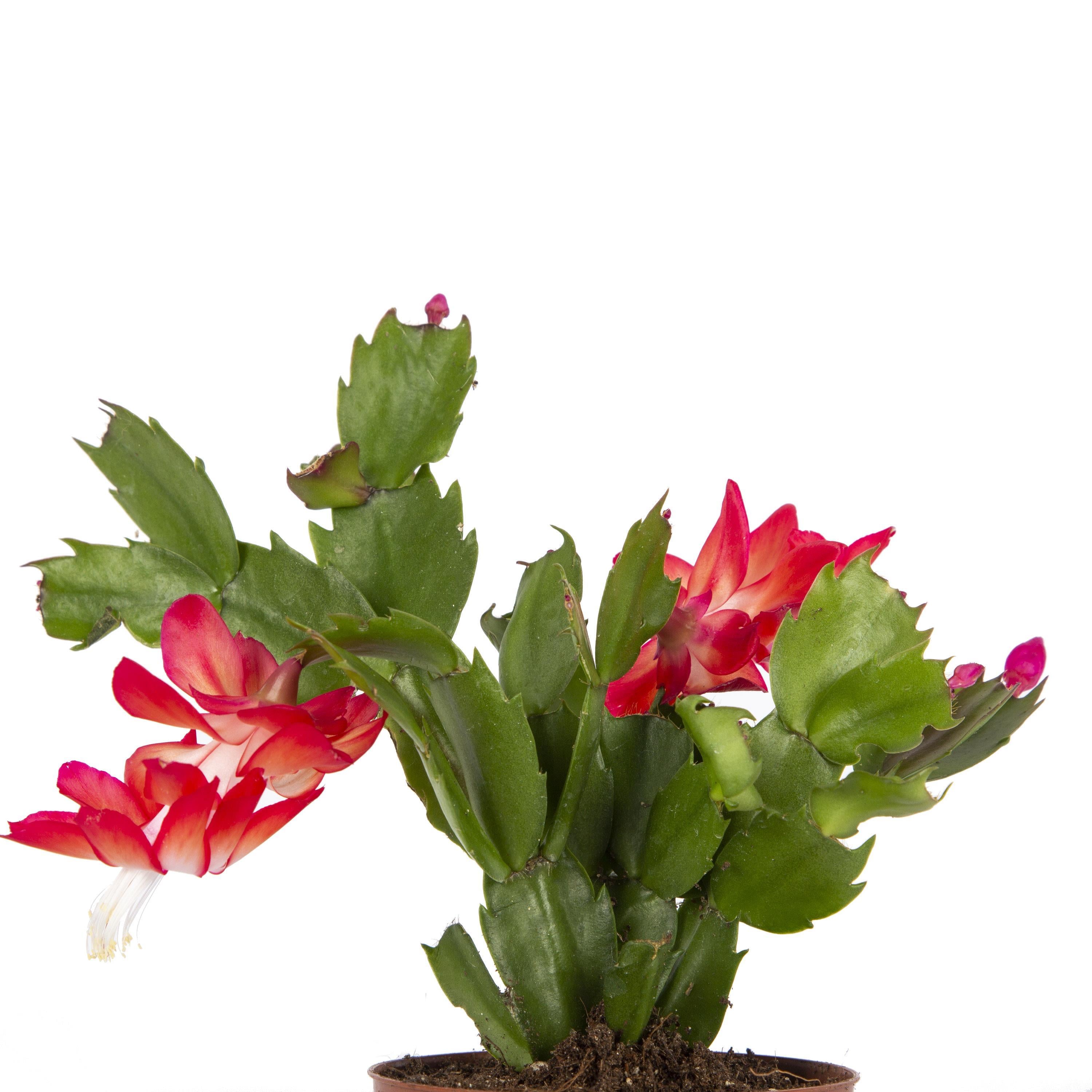 yilbasi-cicegi-10-20-cm-8ccfac.jpg