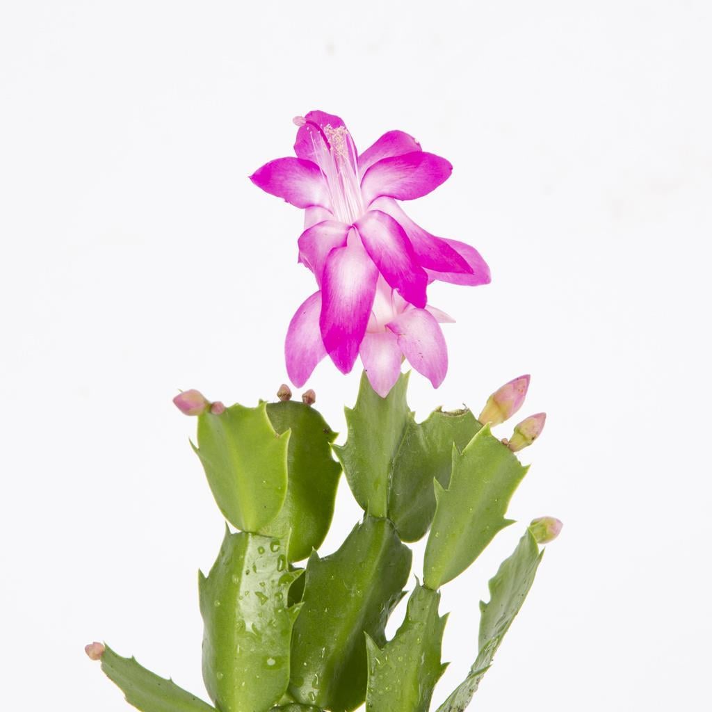 yilbasi-cicegi-10-20-cm-b8-d82.jpg