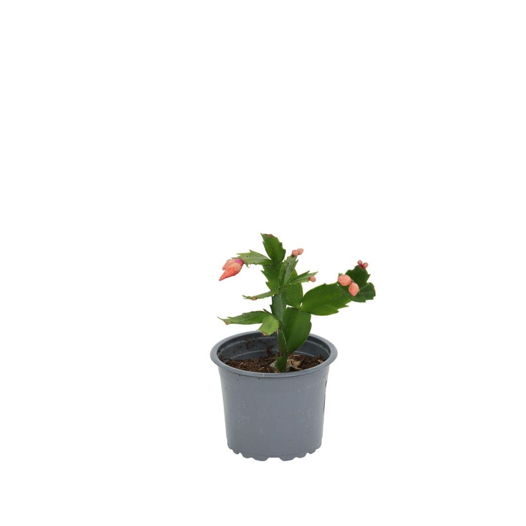 Yılbaşı Çiçeği 10-20 Cm