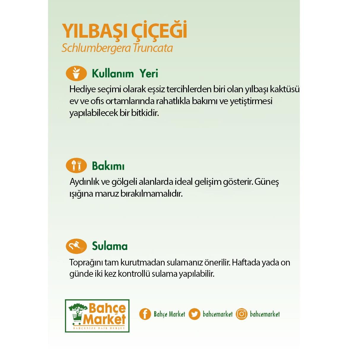 Yılbaşı Çiçeği 10 - 20 Cm Turuncu