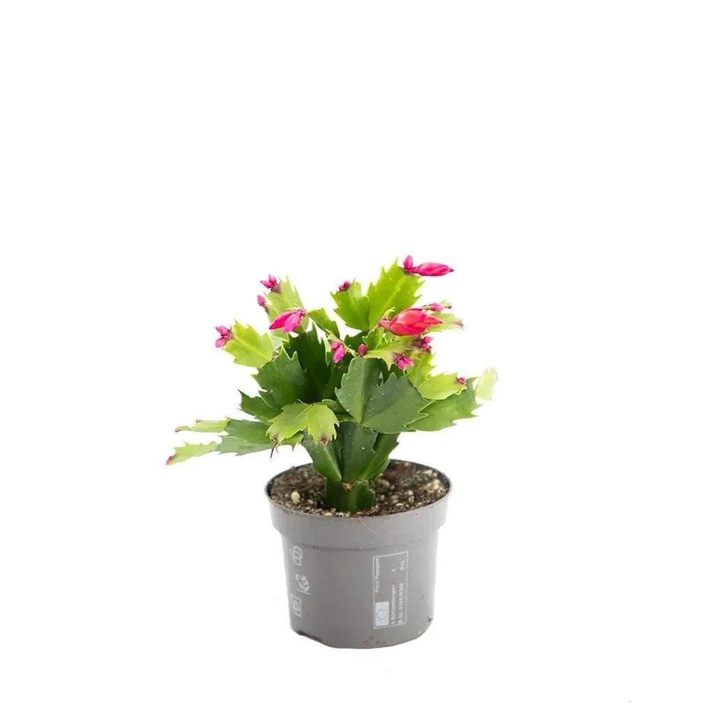 Yılbaşı Çiçeği 20-30 Cm