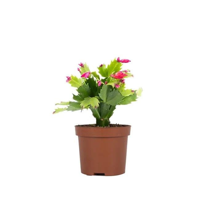 Yılbaşı Çiçeği 30-40 Cm
