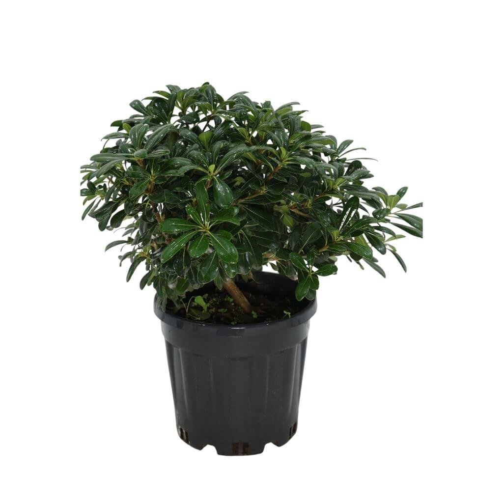 Yıldız Çalısı 30-40 cm