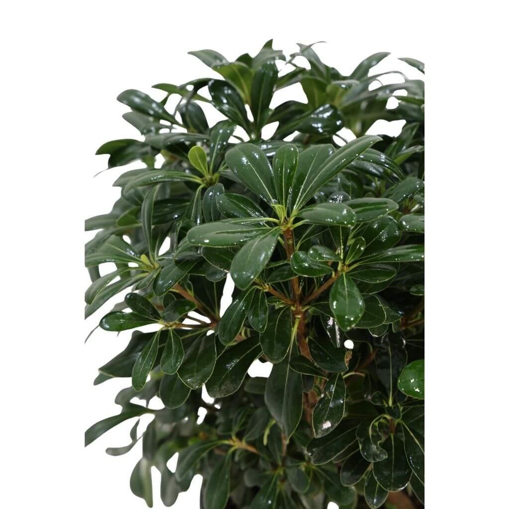 Yıldız Çalısı 30-40 cm