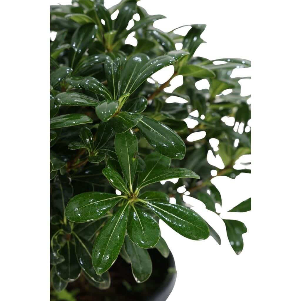 Yıldız Çalısı 30-40 cm