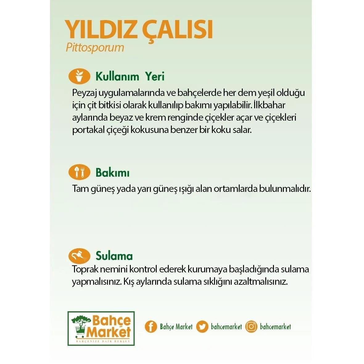 Yıldız Çalısı 30-40 cm