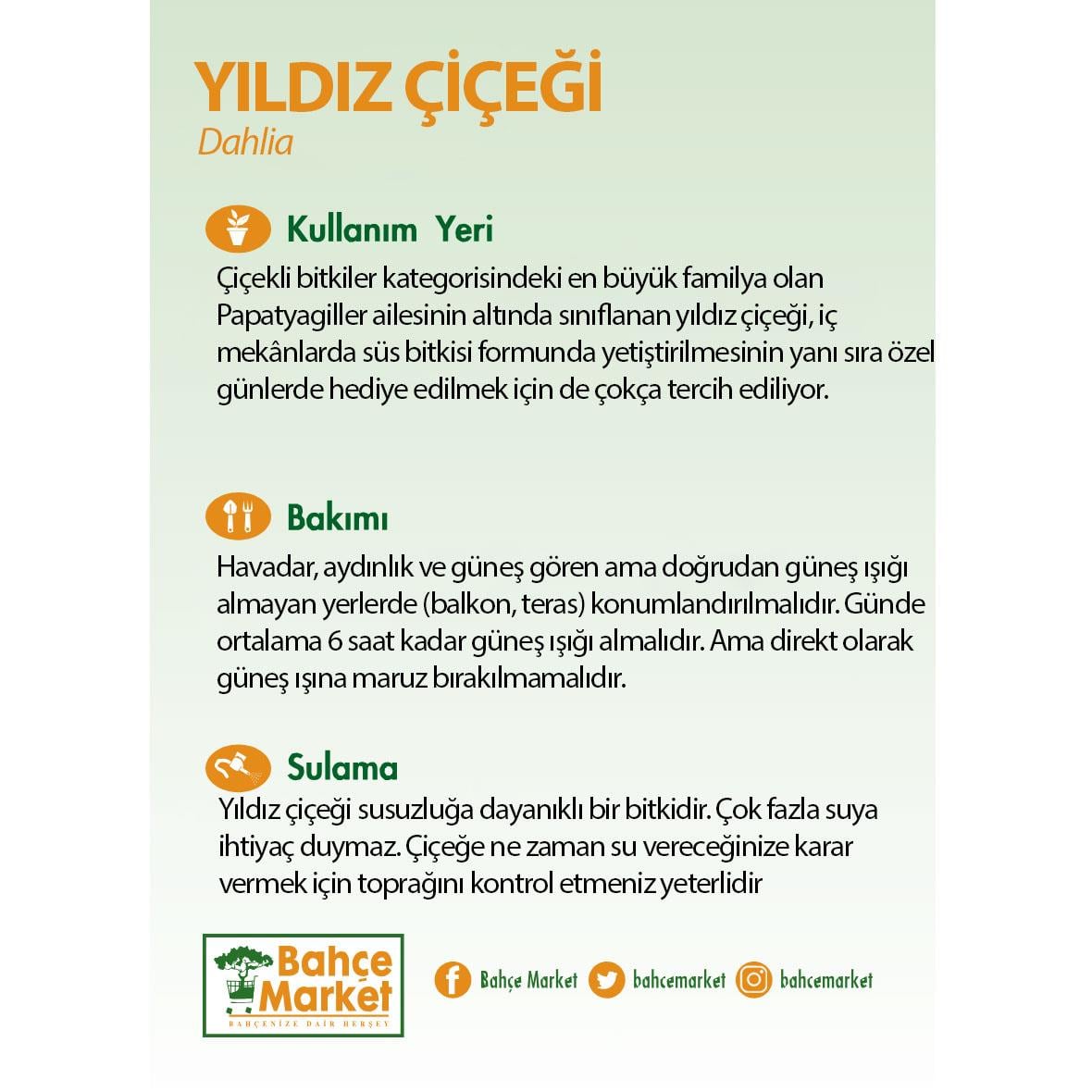 Yıldız Çiçeği 10-20 Cm