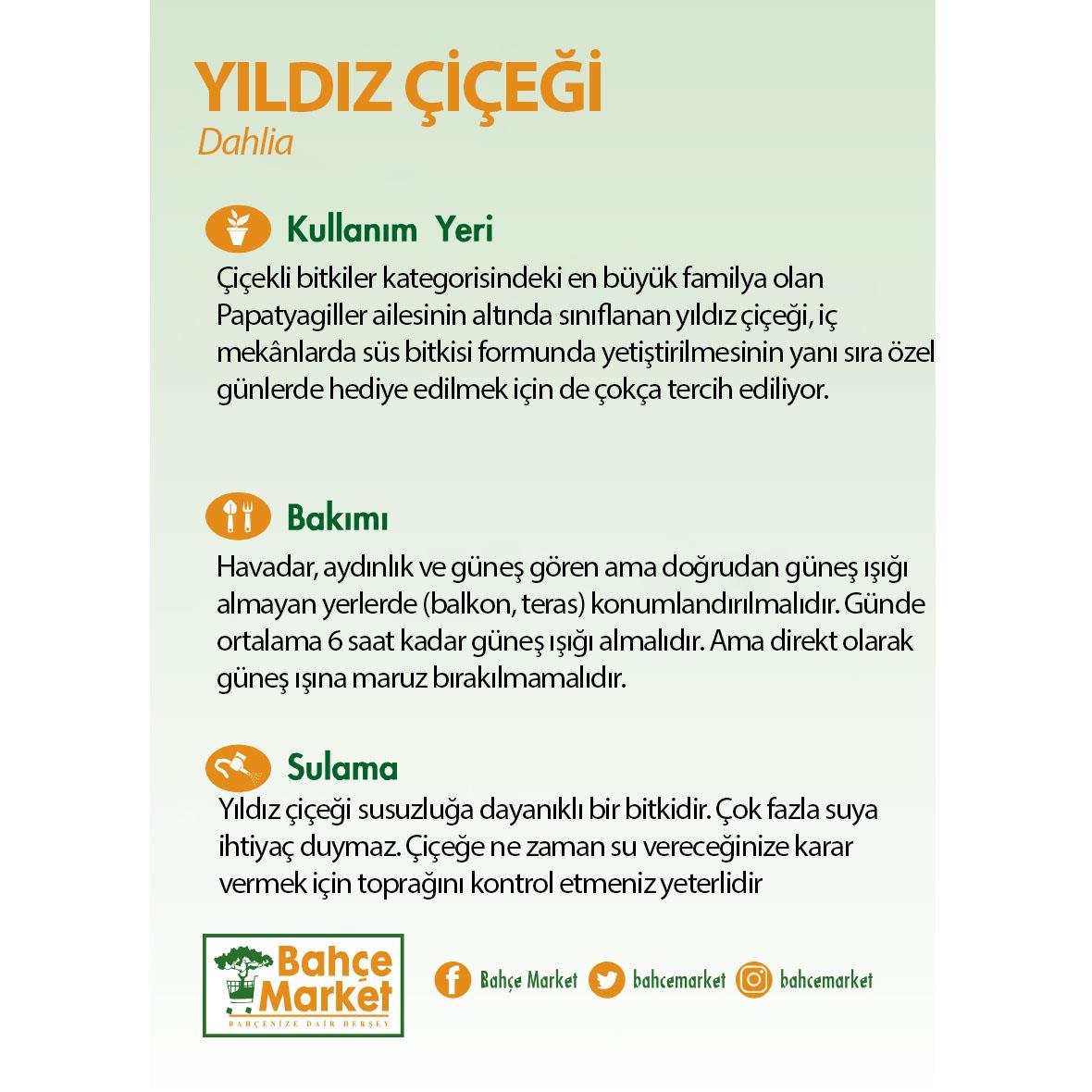 Yıldız Çiçeği 10-20 Cm