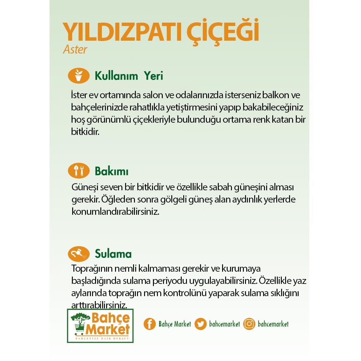 Yıldızpatı Çiçeği 20-30 Cm