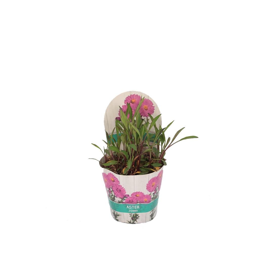 Yıldızpatı Çiçeği 20-30 Cm