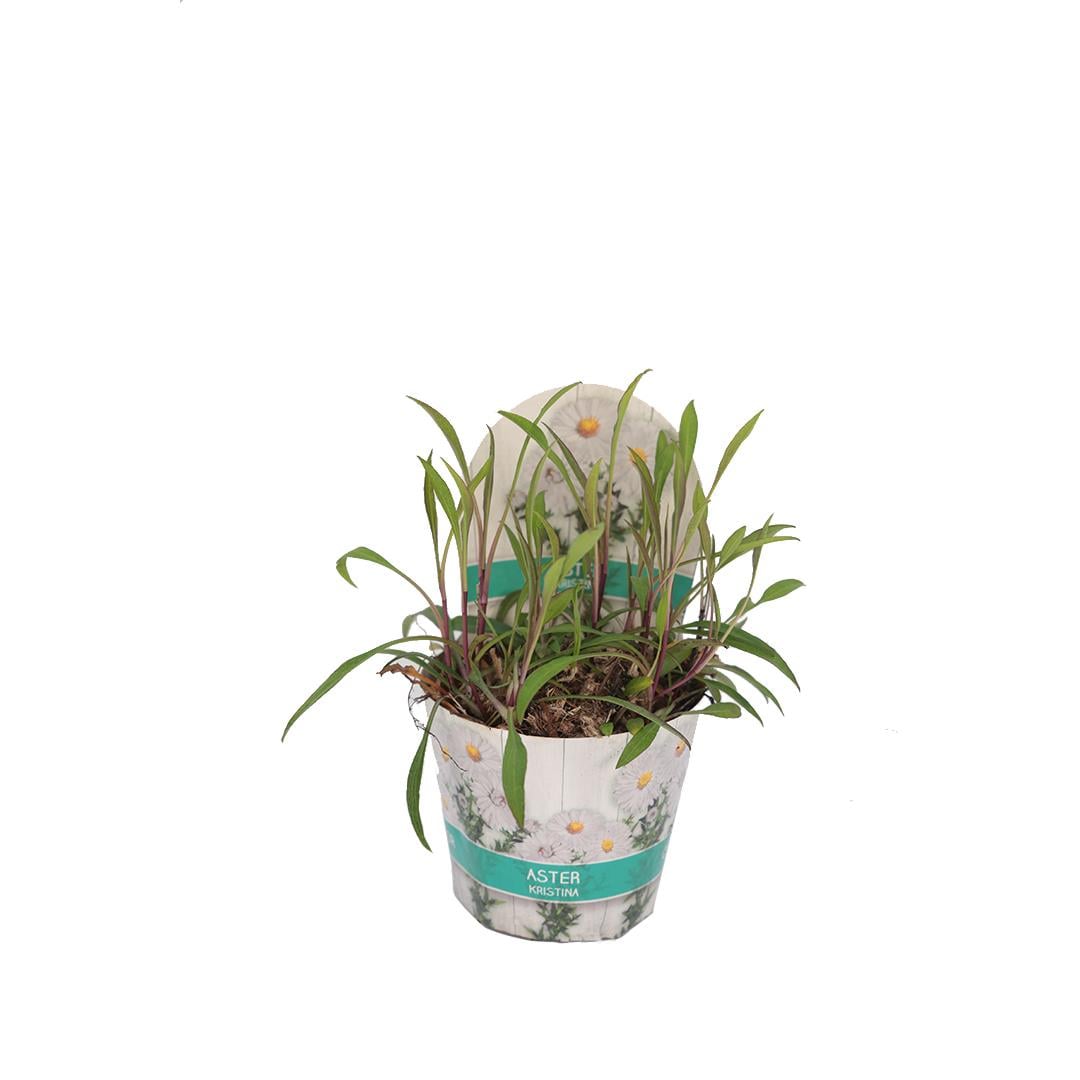 Yıldızpatı Çiçeği 20-30 Cm
