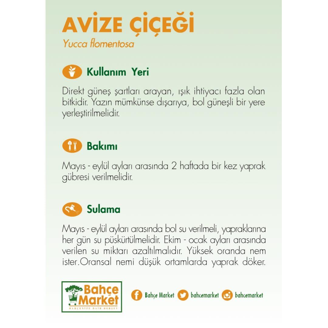 Yuka – Avize Çiçeği Bitkisi 100-120 Cm