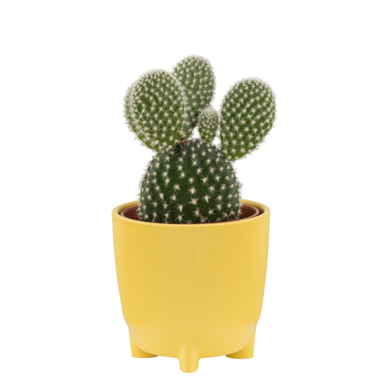 Yuvarlak Saksı Ayaklı Gri 1 Lt 125*123 Mm