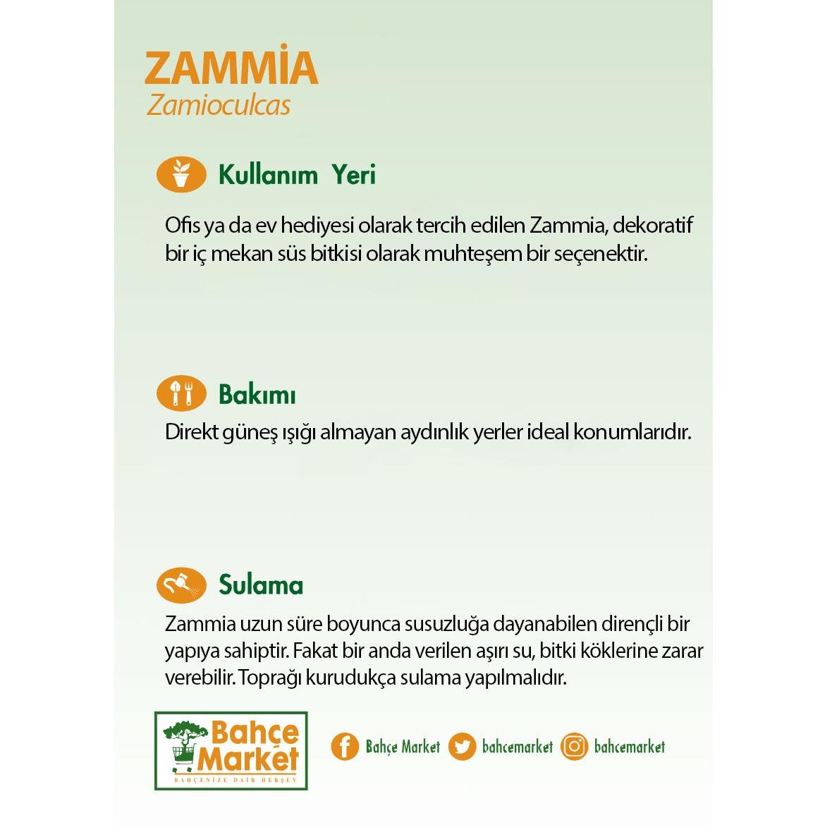 Zammia 60 - 80 Cm 14 Çap