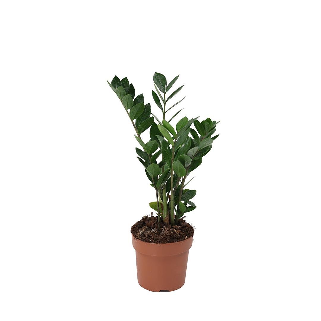 Zammia Bitkisi 40-60 Cm