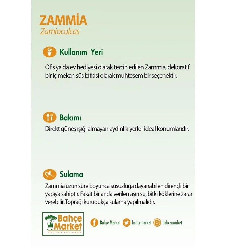 Zammia Yeşil 60-80 Cm