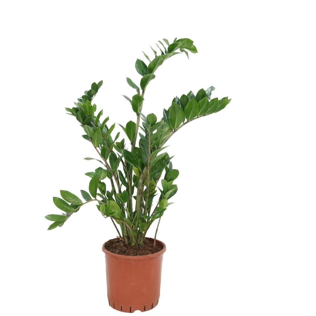 Zammia Yeşil 60-80 Cm
