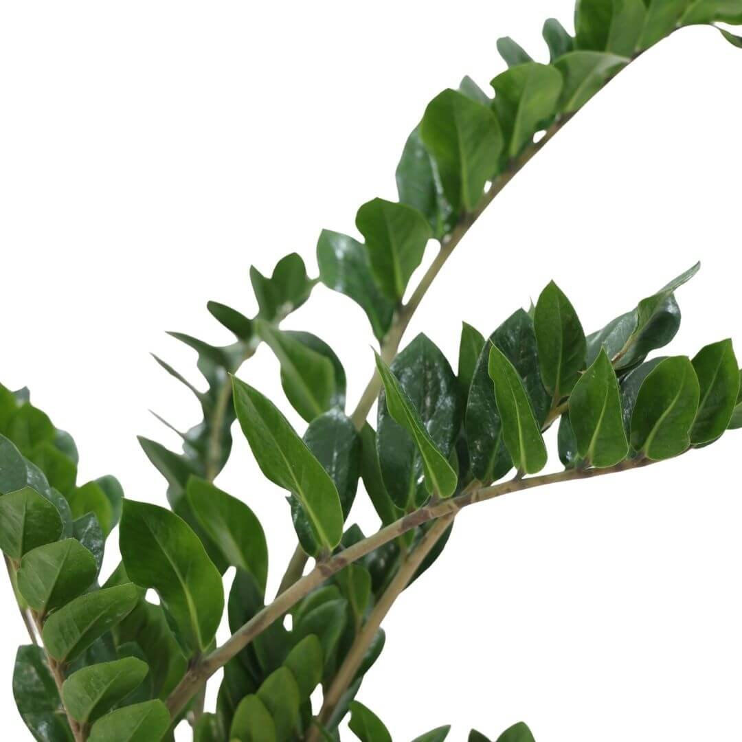 Zammia Yeşil 60-80 Cm