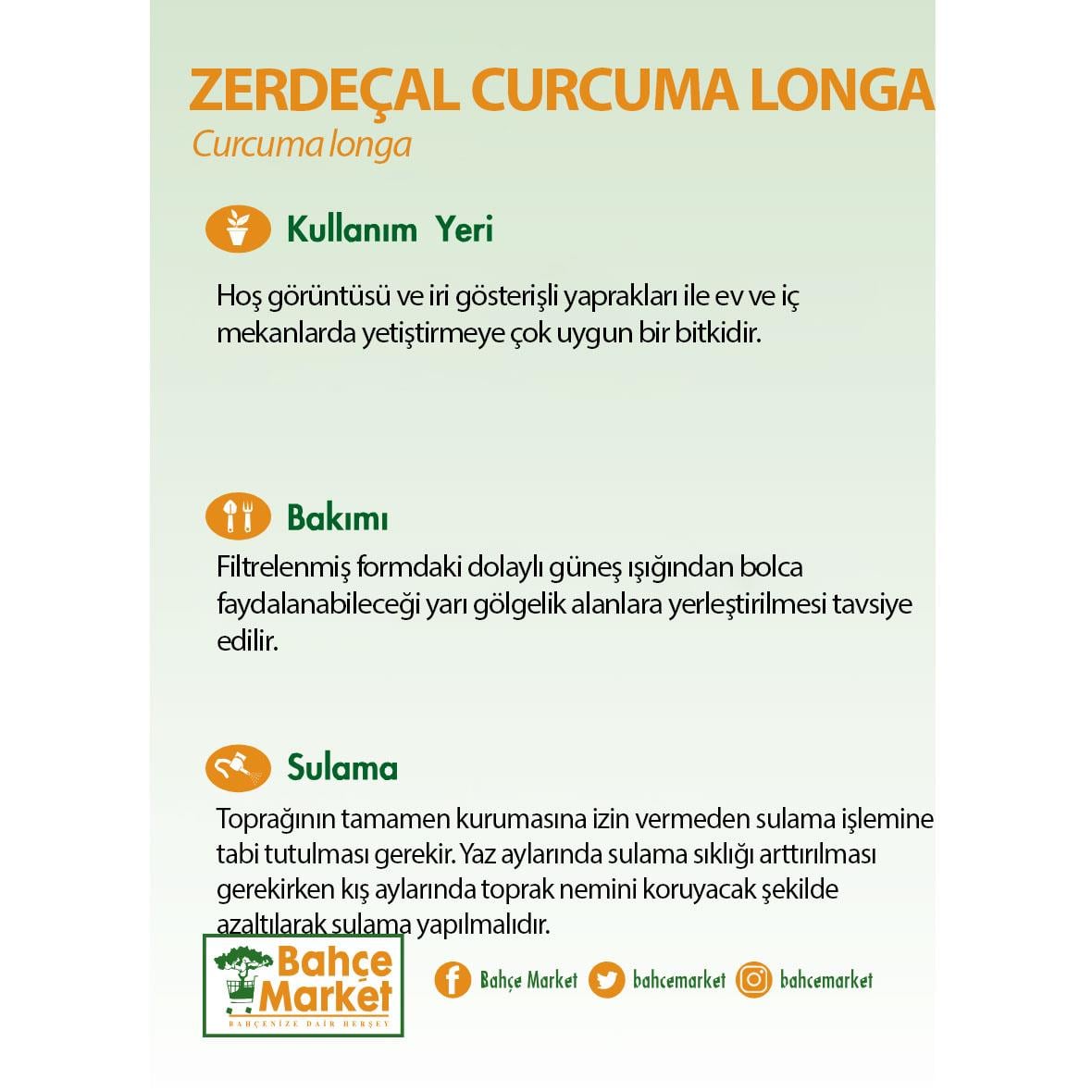 Zerdeçal Curcuma Longa Bitkisi - Çap 14 Cm - Boy 40 60 Cm  Yeşil