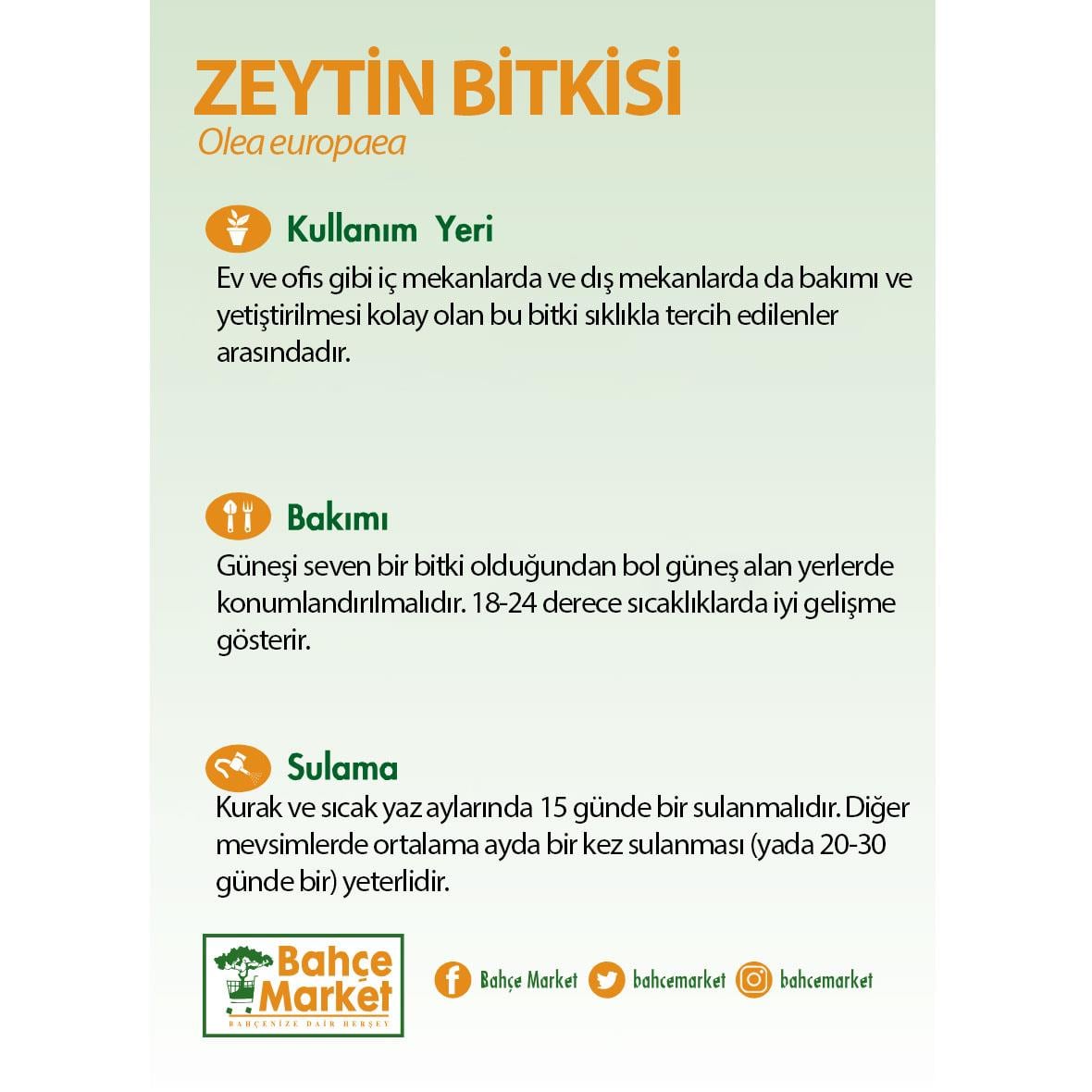 Zeytin Bitkisi Tijli 40-50 Cm