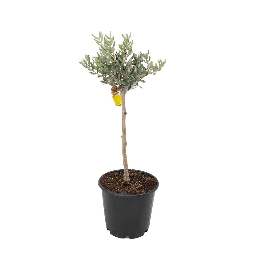Zeytin Bitkisi Tijli 40-50 Cm