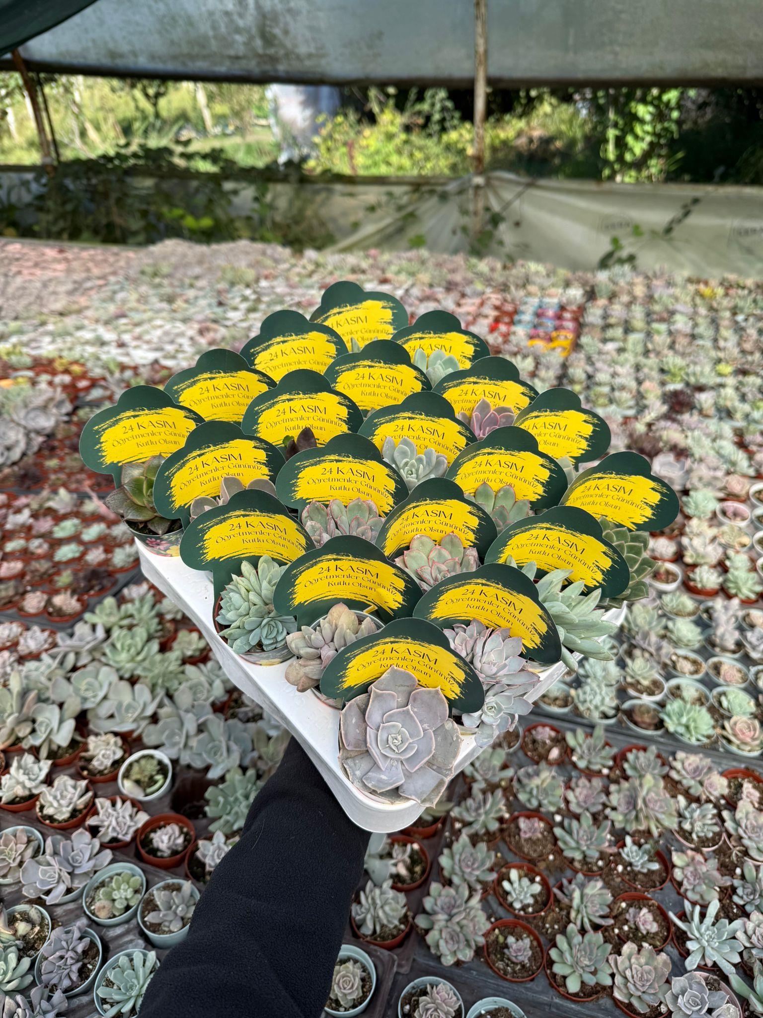 15 Adet Öğretmenler Günü Özel Sukulent Set