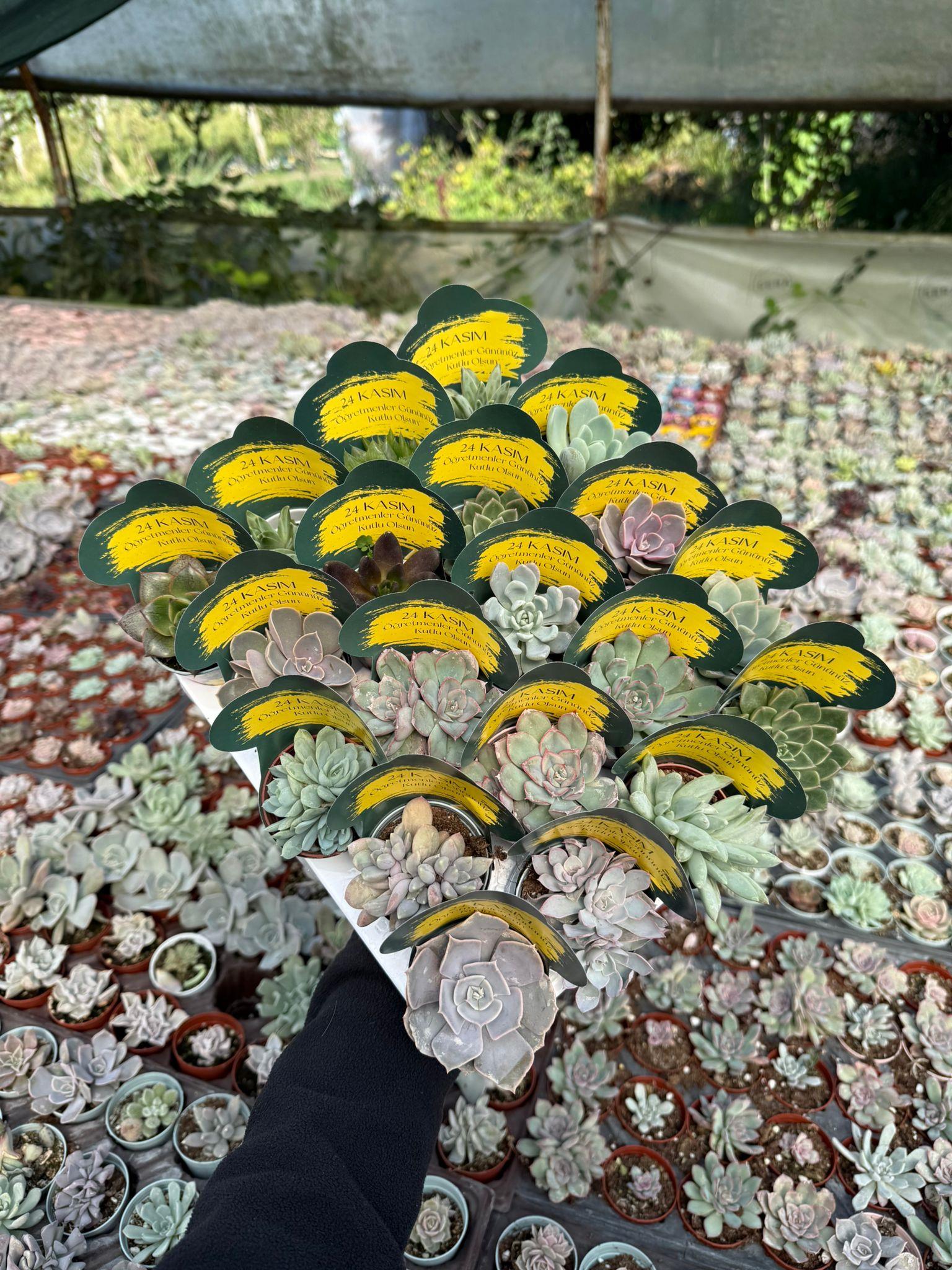 15 Adet Öğretmenler Günü Özel Sukulent Set